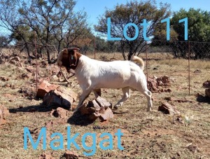 1X BOERBOK POTENTIAL STUD RAM MAKGAT