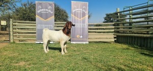 1X BOERBOK FLOCK RAM SHONGOLOLO BOERBOK STOET 1563