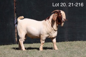 ONTTREK - 1X BOERBOK RAM MILAMIEK BOERBOKSTOET