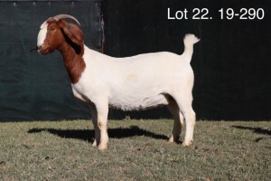 1X BOERBOK FLOCK OOI/EWE MILAMIEK BOERBOKSTOET