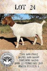 1X BOERBOK STUD PREGNANT OOI/EWE MYL 50