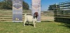 1X BOERBOK STUD PREGNANT OOI/EWE SHONGOLOLO BOERBOK STOET 1563