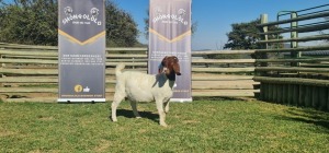 1X BOERBOK STUD PREGNANT OOI/EWE SHONGOLOLO BOERBOK STOET 1563