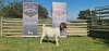 1X BOERBOK STUD PREGNANT OOI/EWE SHONGOLOLO BOERBOK STOET 1563 - 3