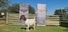 1X BOERBOK STUD PREGNANT OOI/EWE SHONGOLOLO BOERBOK STOET 1563 - 5