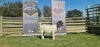 1X BOERBOK STUD PREGNANT OOI/EWE SHONGOLOLO BOERBOK STOET 1563 - 9