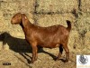 1X KALAHARI RED STUD PREGNANT OOI/EWE AGRICOLA