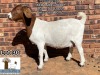 1X BOERBOK STUD OOI/EWE ARBEIDSAAMHEID