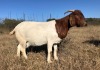 ONTTREK - 1X BOERBOK OOI/EWE ROOIBOSKLOOF