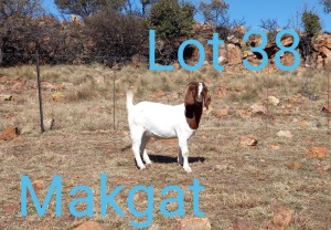 1X BOERBOK STUD PREGNANT OOI/EWE MAKGAT