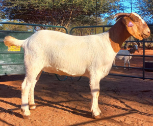 1X BOERBOK STUD OOI/EWE JAZETT GENETICS