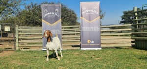 1X BOERBOK FLOCK PREGNANT OOI/EWE SHONGOLOLO BOERBOK STOET 1563