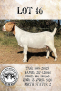 1X BOERBOK STUD PREGNANT OOI/EWE MYL 50