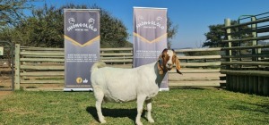 1X BOERBOK FLOCK PREGNANT OOI/EWE SHONGOLOLO BOERBOK STOET 1563