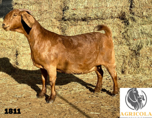 1X KALAHARI RED STUD PREGNANT OOI/EWE AGRICOLA