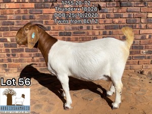 1X BOERBOK STUD PREGNANT OOI/EWE ARBEIDSAAMHEID