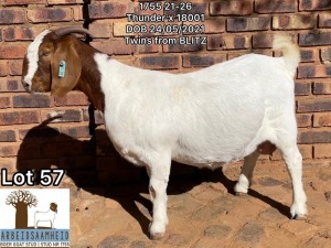 1X BOERBOK STUD OOI/EWE ARBEIDSAAMHEID