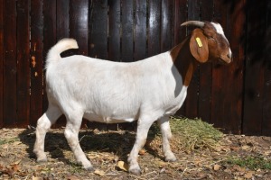 ONTTREK - 1X BOERBOK OOI/EWE BOKBEK