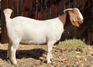 1X BOERBOK OOI/EWE STUD BOKBEK