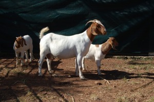 1X BOERBOK OOI/EWE FLOCK GERRIT PRINSLOO