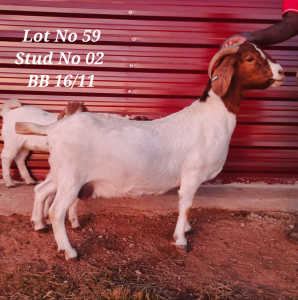 1X BOERBOK STUD OOI/EWE BARBOSA