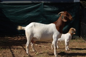 1X BOERBOK OOI/EWE FLOCK GERRIT PRINSLOO