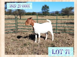 1X BOERBOK FLOCK PREGNANT OOI/EWE LOURON BOERBOKSTOET