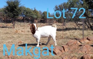 1X BOERBOK STUD PREGNANT OOI/EWE MAKGAT