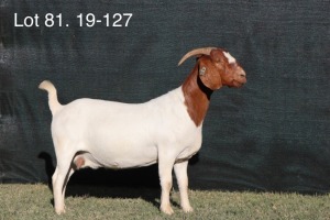 1X BOERBOK FLOCK PREGNANT OOI/EWE MILAMIEK BOERBOKSTOET