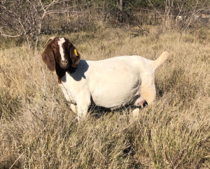 ONTTREK - 1X BOERBOK OOI/EWE ROOIBOSKLOOF