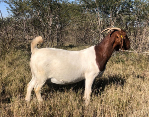 1X BOERBOK STUD OOI/EWE ROOIBOSKLOOF