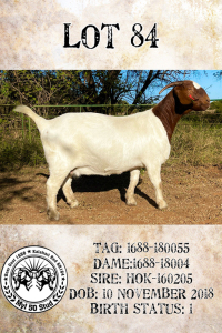 1X BOERBOK FLOCK PREGNANT OOI/EWE MYL 50