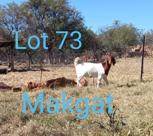 1X BOERBOK FLOCK OOI/EWE MAKGAT