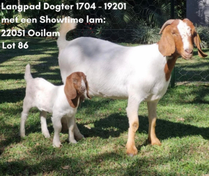 1+1X BOERBOK STUD OOI/EWE BRAAM VD MERWE BOERDERY