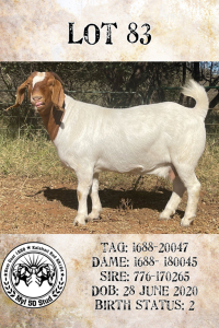 1X BOERBOK STUD PREGNANT OOI/EWE MYL 50