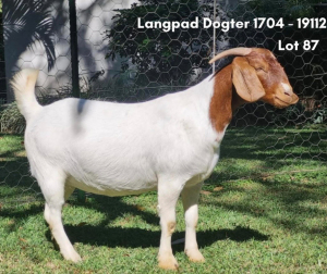 1X BOERBOK STUD PREGNANT OOI/EWE BRAAM VD MERWE BOERDERY