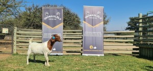 1X BOERBOK FLOCK PREGNANT OOI/EWE SHONGOLOLO BOERBOK STOET 1563