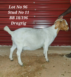 1X BOERBOK FLOCK OOI/EWE BARBOSA