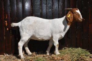 1X BOERBOK FLOCK OOI/EWE BOKBEK