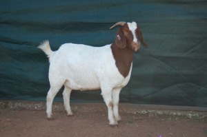 1X BOERBOK STUD PREGNANT OOI/EWE GERRIT PRINSLOO