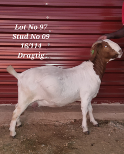 1X BOERBOK STUD FLOCK PREGNANT OOI/EWE BARBOSA