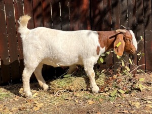 ONTTREK - 1X BOERBOK OOI/EWE BOKBEK