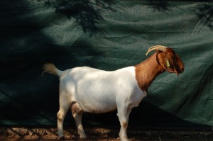 ONTTREK - 1X BOERBOK OOI/EWE GERRIT PRINSLOO