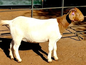 1X BOERBOK STUD OOI/EWE JAZETT GENETICS