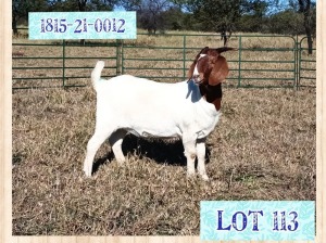 1X BOERBOK FLOCK OOI/EWE LOURON BOERBOKSTOET