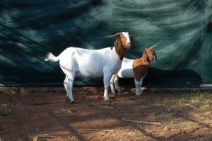 1X BOERBOK FLOCK OOI/EWE GERRIT PRINSLOO