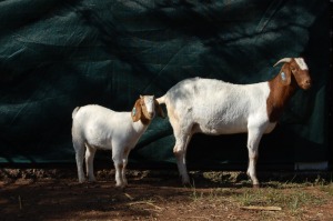 1X BOERBOK FLOCK OOI/EWE GERRIT PRINSLOO