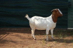 1X BOERBOK STUD PREGNANT OOI/EWE GERRIT PRINSLOO