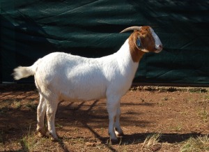 1X BOERBOK STUD PREGNANT OOI/EWE GERRIT PRINSLOO