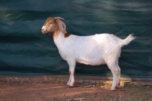 1X BOERBOK FLOCK PREGNANT OOI/EWE GERRIT PRINSLOO